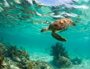 turtle