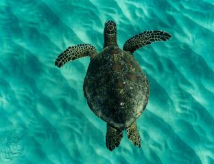 turtle