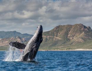 whale